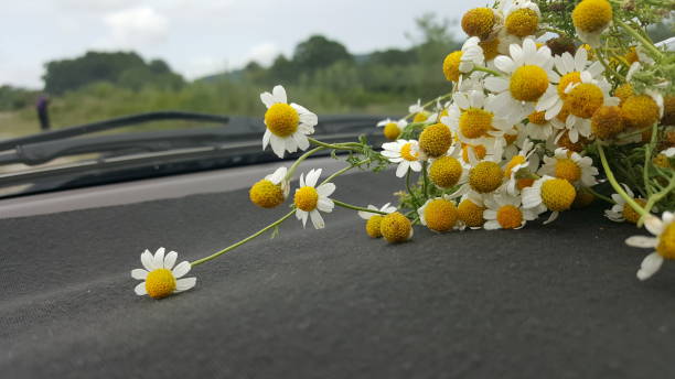 istock A bunch of daisies close up 1257233611