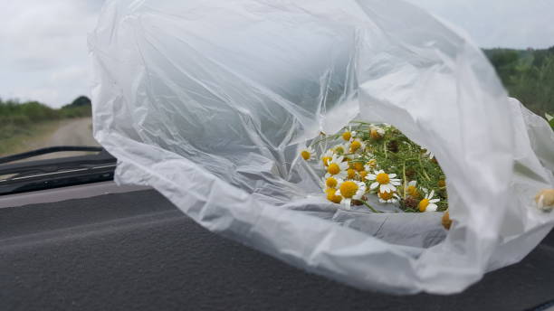 istock A bunch of daisies close up 1257233765
