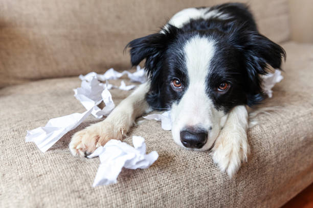 niegrzeczny figlarny szczeniak pies border collie po zgorszenie gryzienie papieru toaletowego leżącego na kanapie w domu. winny pies i zniszczony salon. szkody niechlujny domu i szczeniaka z zabawnym winnym wyglądem - dog home interior loneliness destruction zdjęcia i obrazy z banku zdjęć