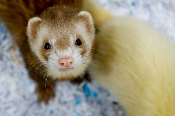 istock ferret staring at the camera 1257235320