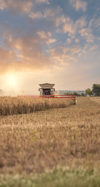 moderner stand der technik mähdrescher ernte eine ernte von gereiften raps - ölraps an einem spätsommer abend in der gloucestershire cotswolds, fokus auf die ernte im vordergrund - autumn corn corn crop field stock-fotos und bilder