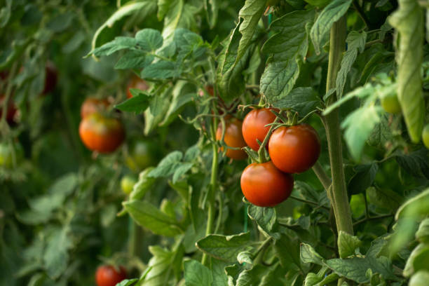 istock Greenhouse with cherry tomatoes 1257236382