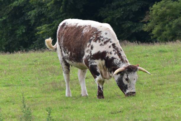 istock English Dairy Longhorn Cattle 1257236441