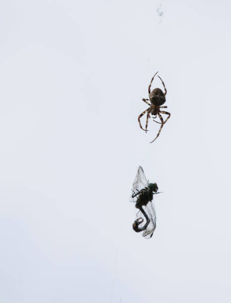 istock The spider and its prey 1257236924