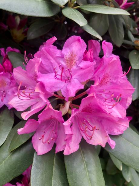 istock Flowers in the Woods 1257237727
