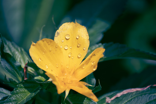 Rain Drops on Yellow Flower With Selective Focus in Horizontal Orientation. It is Perfect for Wallpaper.