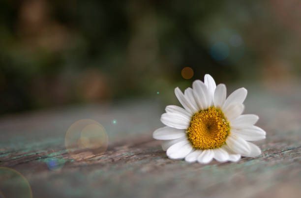 istock Chamomile on a wooden background. Place for text. 1257239180