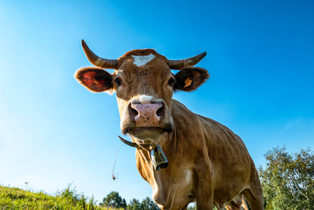 istock Cow head close-up with sky in background 1257240012