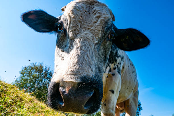 istock Cow head close-up with sky in background 1257240044