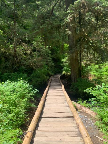 istock Bridges in the Forest 1257240238