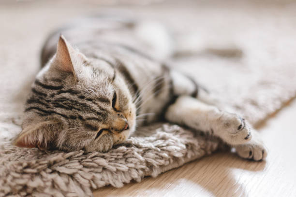 istock Fluffy kitten (Scottish Stright breed), slipping on the rug. 1257240306