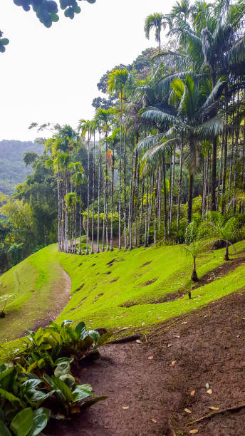 istock Tropical forest in Martinique. 1257240526