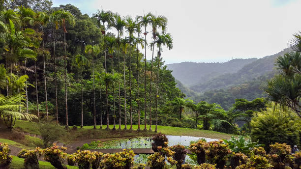 istock Tropical forest in Martinique. 1257240530