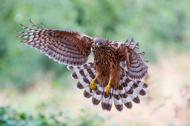 istock Northern Goshawk  in the forest in the Netherlands 1257241301