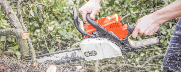 istock A man with a chainsaw sawing a tree fallen after a hurricane 1257241408