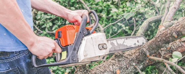 istock A man with a chainsaw sawing a tree fallen after a hurricane 1257241521