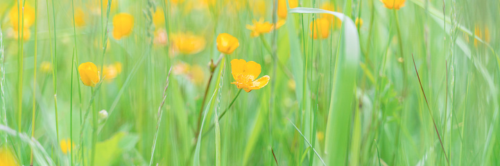 yellow flowers among greenery in the meadow selective focus blurry background