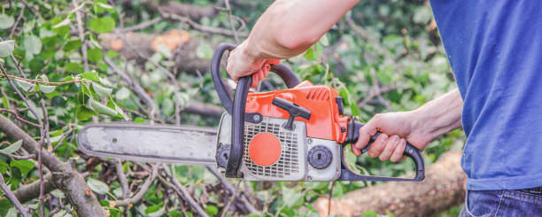 istock farmer sawing a tree with a chainsaw, selective focus, focus on the foreground, blurry background 1257241571