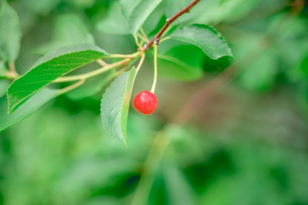 istock red cherry among greenery in the garden, selective focus, blurry background 1257241813