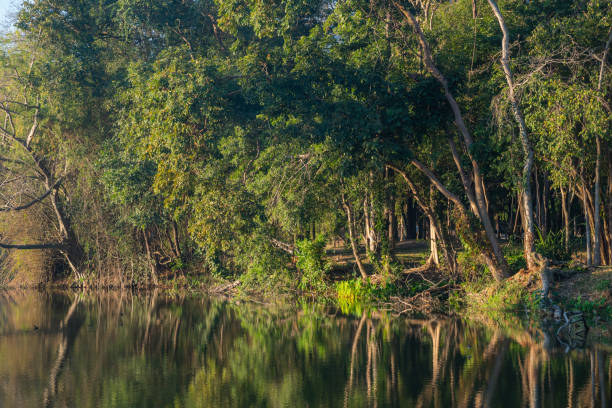 istock Green trees water reflection in the pond 1257243005