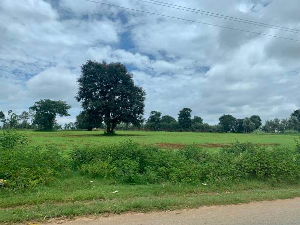 istock Open fields of villages 1257243057