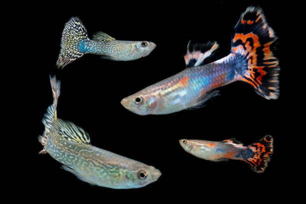 istock Guppy fish in black background 1257244294