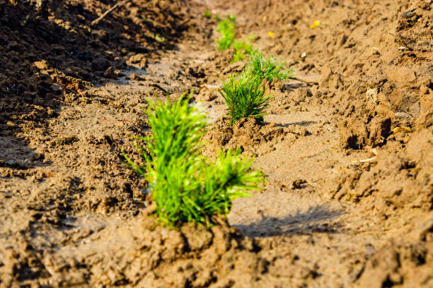 small pine seedlings planted in wet soil closeup stock photo
