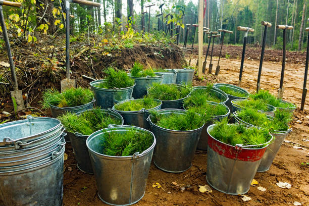 Pine seedlings in tin buckets prepared for planting a forest. Forestry and reforestation.