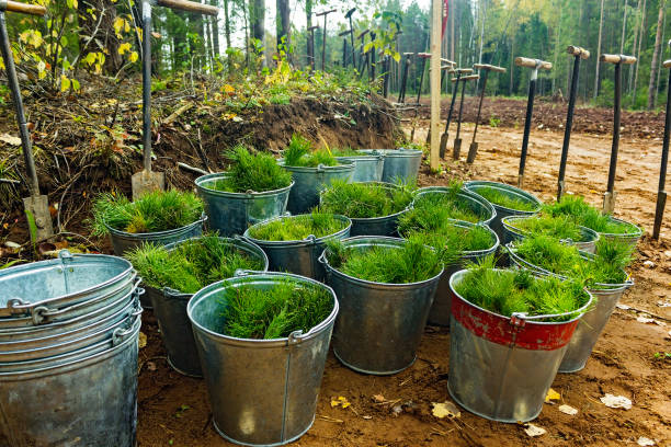 pine seedlings in tin buckets prepared for planting stock photo
