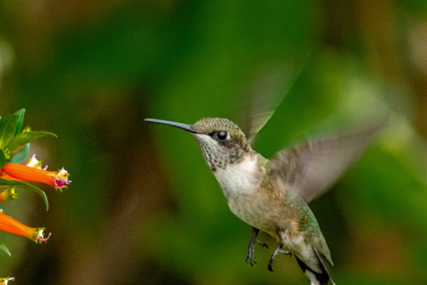 istock Hummingbird feeding from red flowers 1257244487