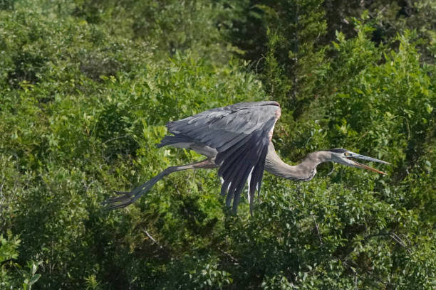 istock Great Blue Heron in flight over water in marshland 1257244558