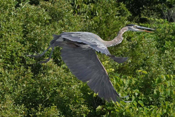 istock Great Blue Heron in flight over water in marshland 1257244624