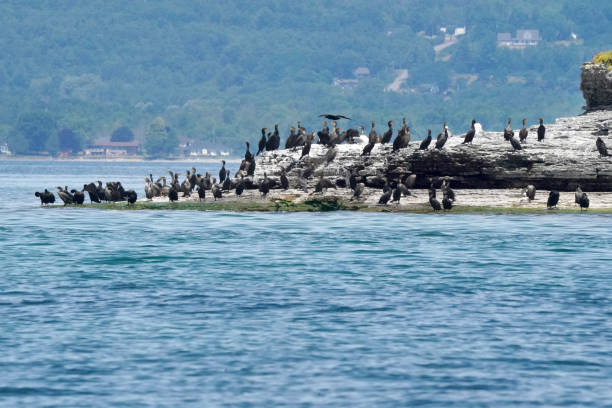 istock Cormorant Rookery and birds flying over water 1257244676