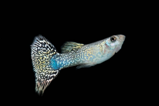 istock Guppy fish strip tiger 1257245358