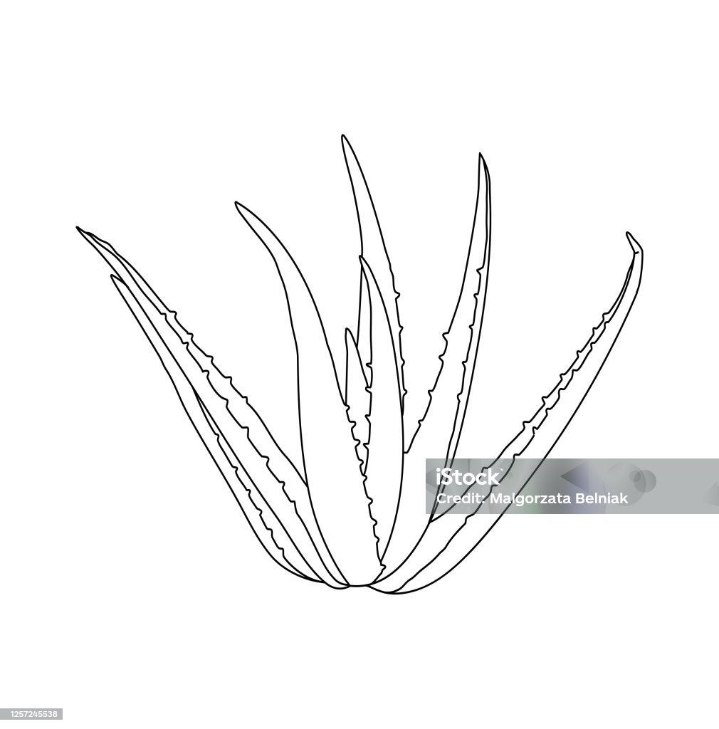 Aloe Vera Plant Simple Drawing Stock Illustration - Download Image ...