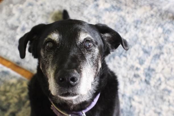 istock Treat time for dog 1257245564