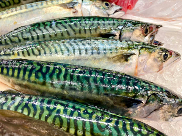 sugarello atlantico fresco in vendita in un mercato del pesce - market fish mackerel saltwater fish foto e immagini stock