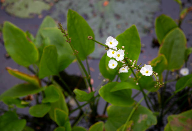 istock White little flower in pond 1257245819