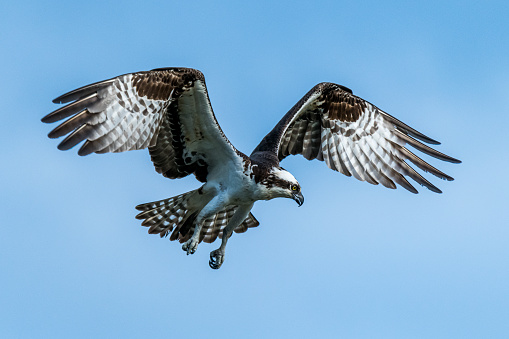 An Osprey on the hunt for dinner in Newport News, Virginia.