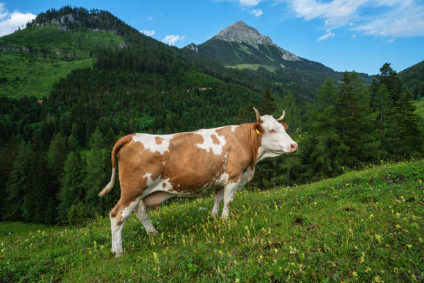 istock Alpine cow in a pasture, Upper Austria, Austria 1257246648