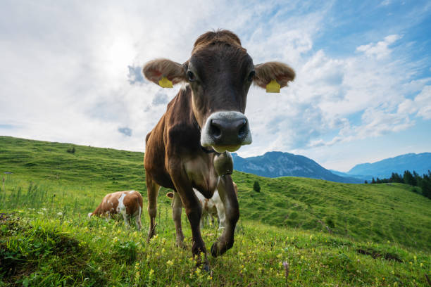 istock Young Alpine cow in a pasture, Upper Austria, Austria 1257246665