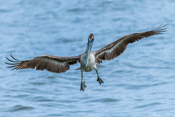 istock Pelican Preparing to Land on the River 1257246772