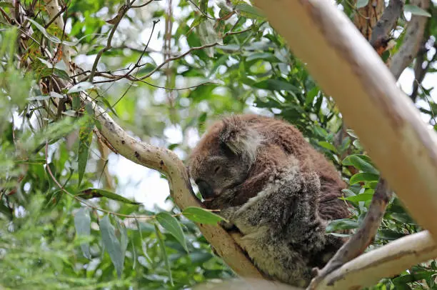 Photo of Sleeping Koala on the tree