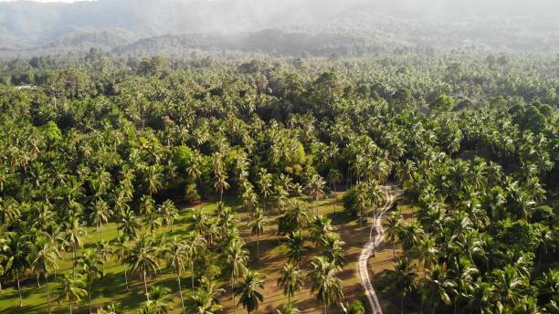 widok z lotu ptaka, krajobraz wyspy, plantacje palm kokosowych, tajlandia. naturalna idylliczna scena raju. górskie wzgórze, tropikalne egzotyczne dzikie dżungli zielony las deszczowy. wylesianie szkód środowiskowych - thailand surat thani province ko samui coconut palm tree zdjęcia i obrazy z banku zdjęć