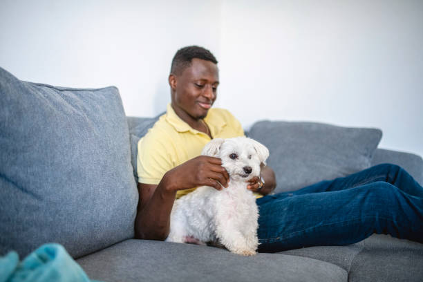 istock Mature Black Man Playing with Dog on the Sofa 1257248381