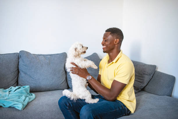 istock Mature Black Man Playing with Dog on the Sofa 1257248384