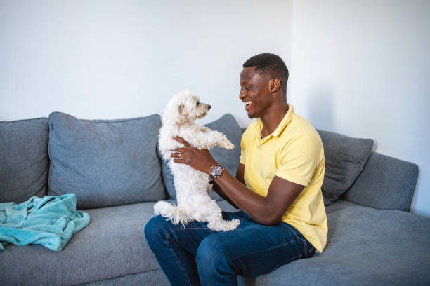 istock Mature Black Man Playing with Dog on the Sofa 1257248387