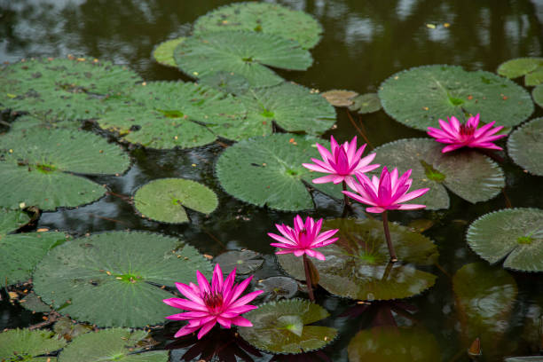 istock Pink lotus blossom 1257248422