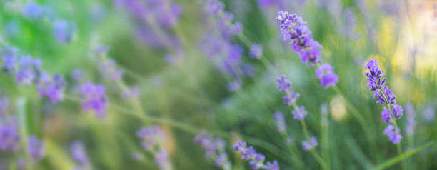 istock Blue Flowers taken on farm 1257248530