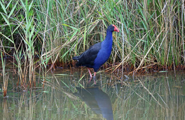 istock Purple swamphen 1257248579